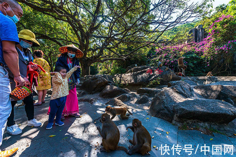 南湾猴岛|冬日，与海南猴岛公园来场约会