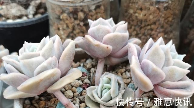 玫瑰|曾经贵到令人咋舌,且株型似玫瑰的可爱玫瑰多肉你现在还在养吗!