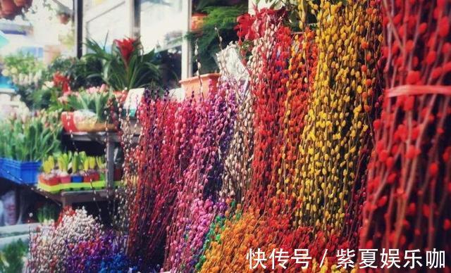 “年味十足”的10种花，家里至少摆1盆，寓意吉祥，还特有面儿！