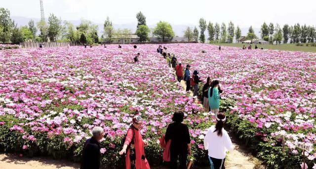 旁人|7旬农村老人耗时7年建芍药花海，现今坐在地头收门票，羡煞旁人