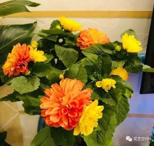 土培|这三种花不是一次性花,开花一次接一次,“手欠”扔掉太可惜!