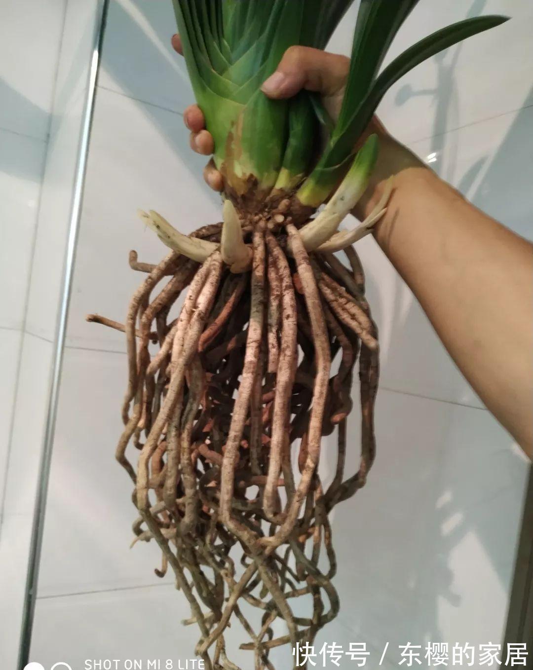 换盆时机到了，有这花赶紧换，换完立马疯长！