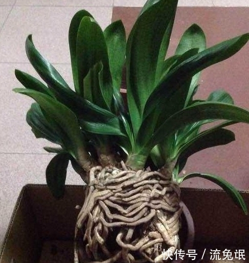 根系|如何判断君子兰需要换盆了,看准这些