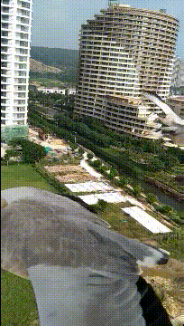 |搞笑GIF:如果我说我是一只鸟,应该没有人会反对我吧