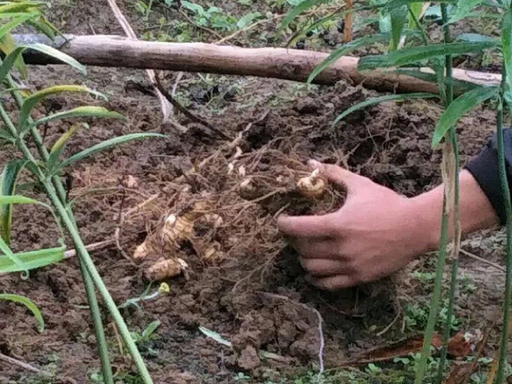 中年|一种生姜，李时珍称它为“仙草之首”，服食延年，真有那么神奇？