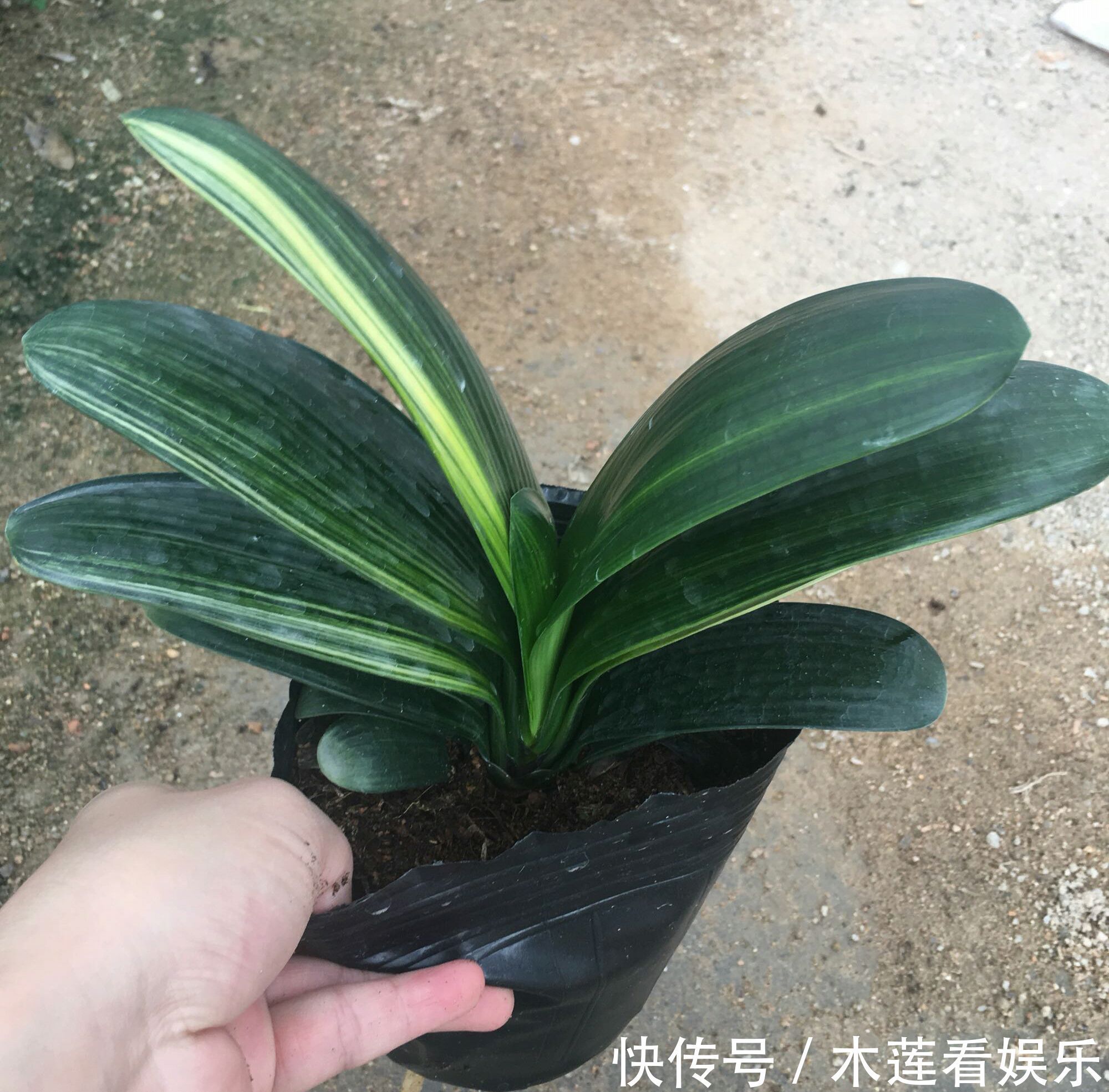 成群兰|君子兰长了两个叶心是坏事吗不是,给足营养开花成群兰,美爆了