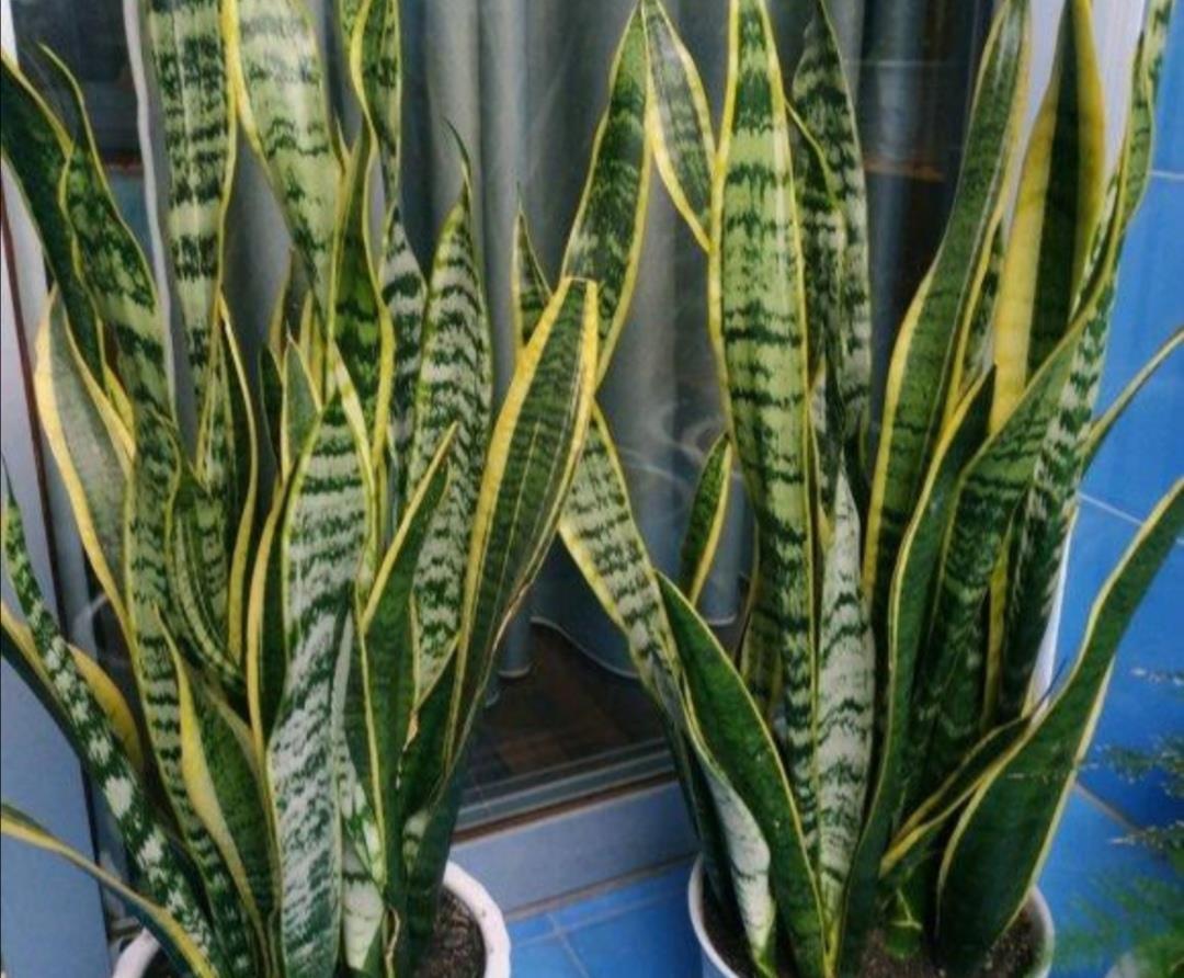 施肥|让虎皮兰多长新芽,4个养护要点不能忽视,不然长期不长新叶