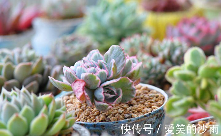 多肉植物|多肉植物的4大敌人,打败它们,让多肉长命百岁