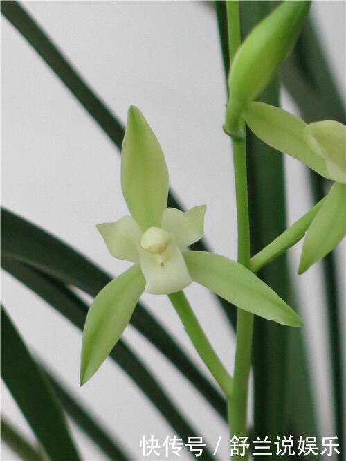 春兰惠兰建兰傻傻分不清楚看一点就明白，注意遮阴浇水，花特多