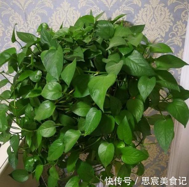 头疼不知道盆栽绿萝喜欢什么？日常注意2方面，枝叶轻松长爆盆
