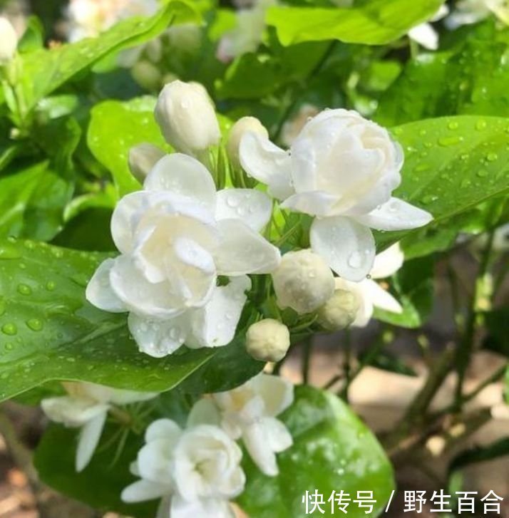 这些花卉美过玫瑰，一年四季花开不停，人养花，花也养人