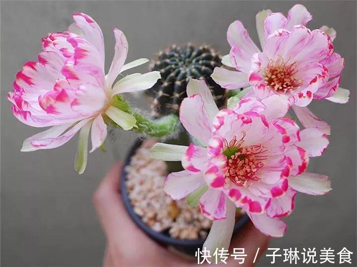 今年最火的奇葩多肉，价格这么贵，还有人抢着买！