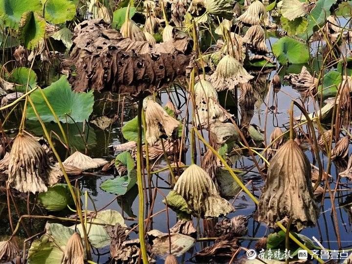 秋意|大明湖畔秋意浓，残荷如歌随风动