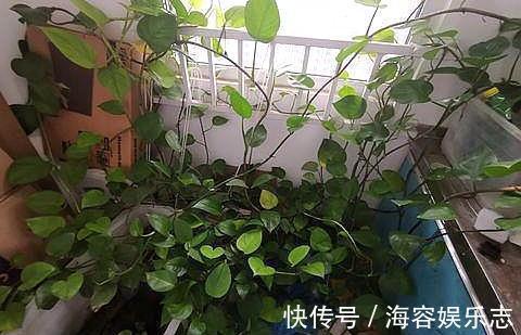 绿萝养不好,换个“浇水”方式,叶片绿的滴油,疯长不停