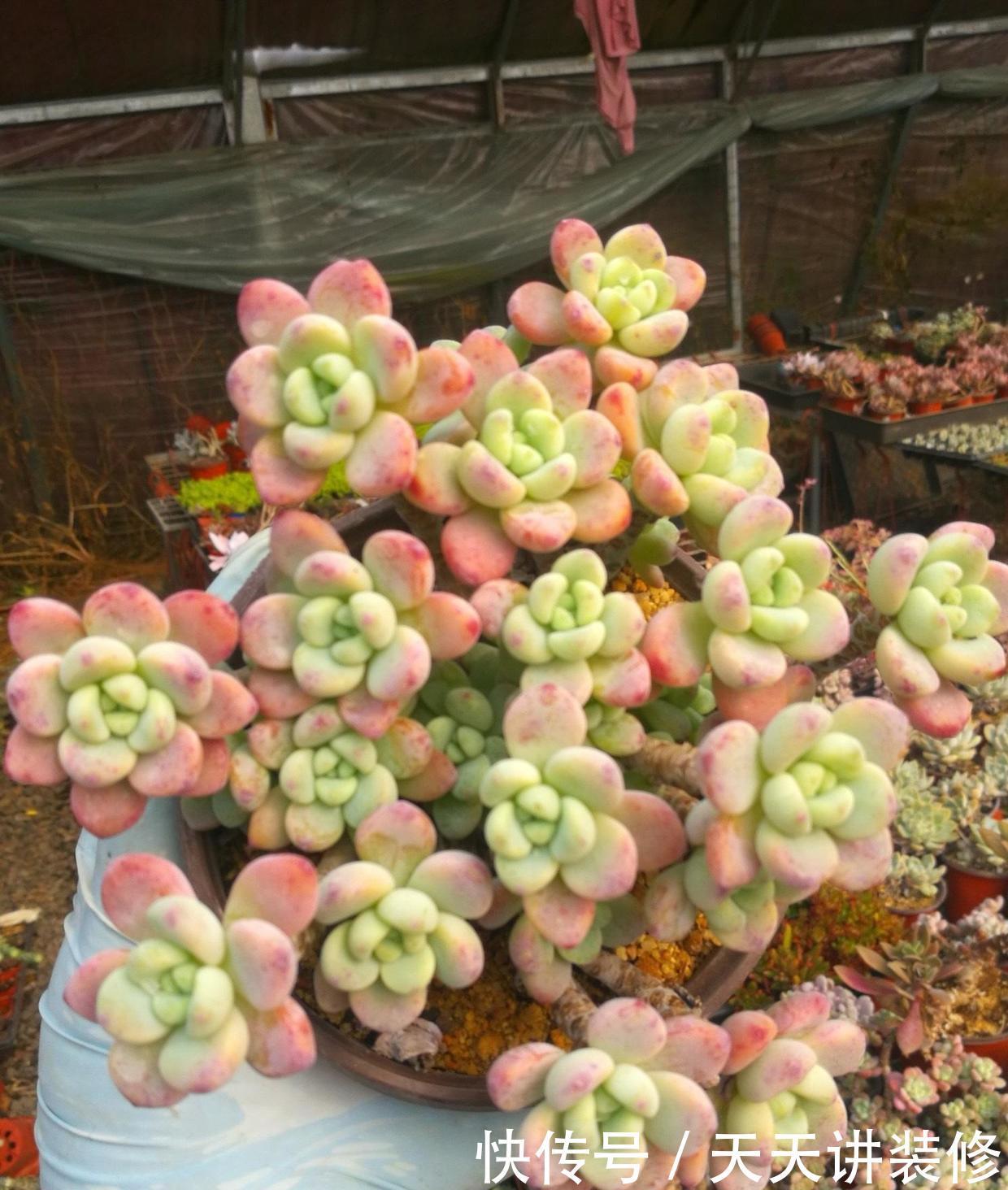 多肉怎么养才不死?加大颗粒比重,控制浇水量,指定养不死