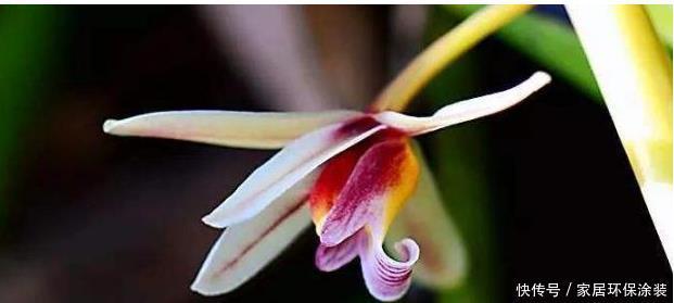 兰科植物|纹瓣兰生命力顽强,抗病力也不弱,观赏价值也很高,那她该怎么养