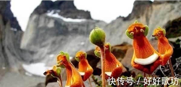 世界上长相最怪异的植物, 不仅长得像人也像各种动物