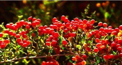 排毒养颜|女性担心自己老太快,要坚持吃的食物,美容养颜、养护血管