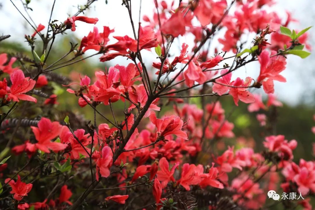 杜鹃花霸屏！永康这个地方的杜鹃花浓郁绽放