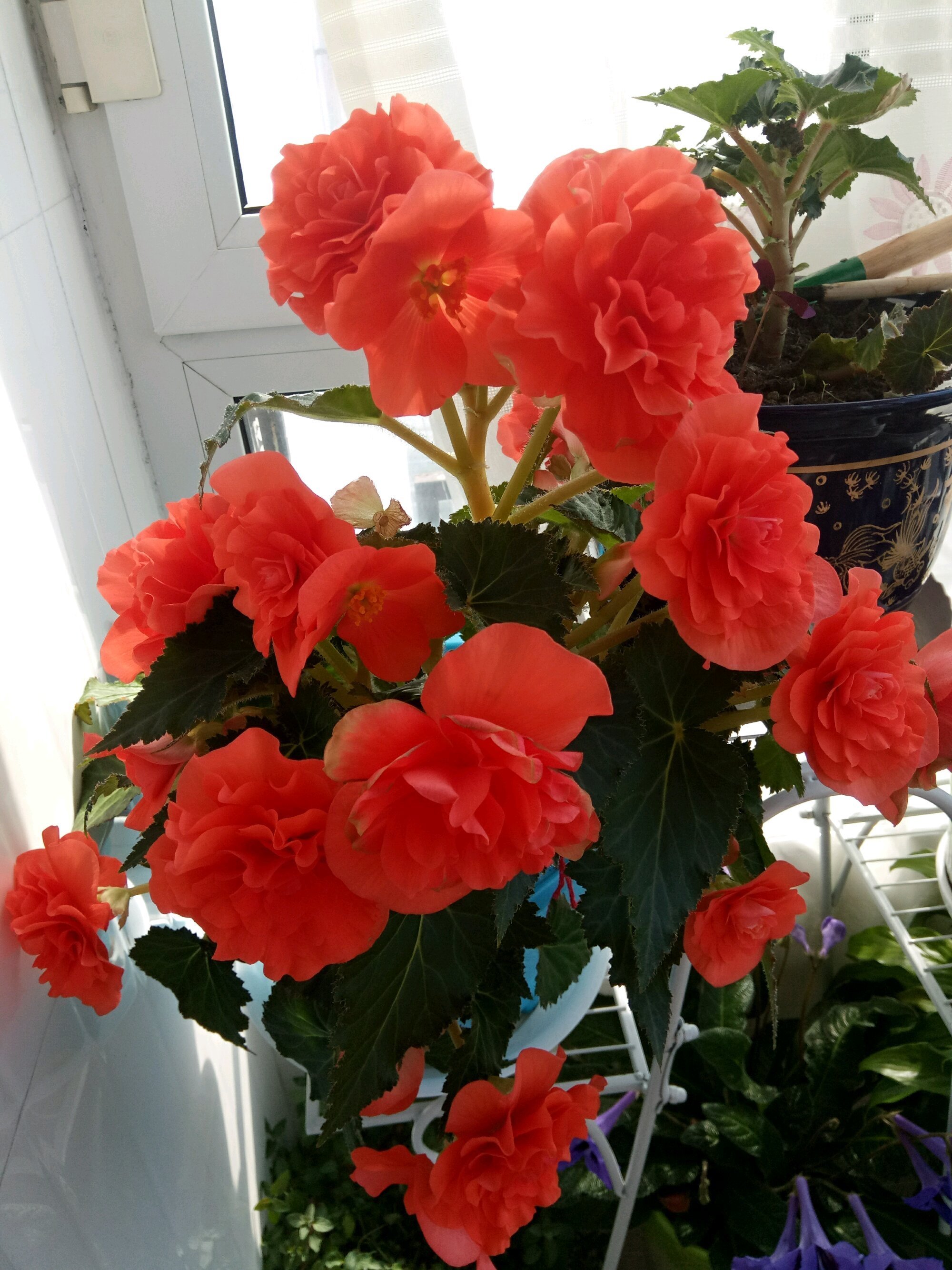 此花号称“最美草花”，不输牡丹月季茶花，花期超长，你值得拥有