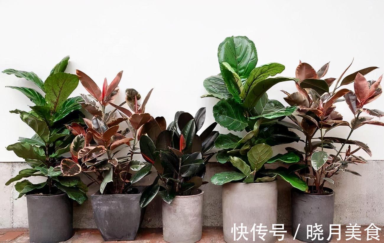 7种大型花,建议在客厅养一盆,吸废气制氧气,还有旺家的好寓意