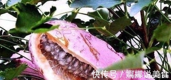 野果|4种即将“消失”的农村野果,全吃过越来越少,你吃过几种呢