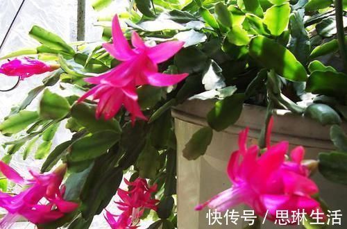 磷酸二氢钾|蟹爪兰不烂根,叶子肥厚,把握好此3点,新芽不断冒出