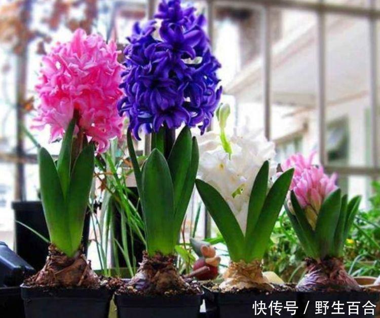 几种漂亮花,好养易活能爆盆,阳台变花海,天天有花赏!