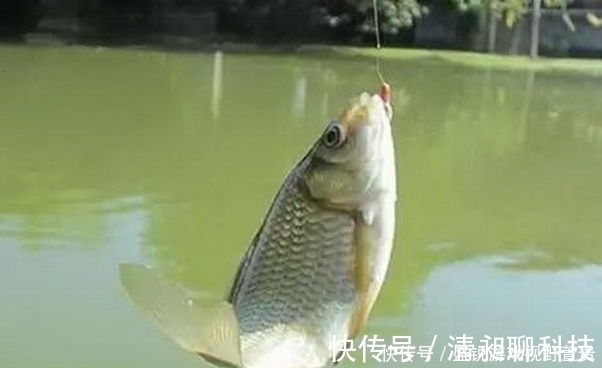 钓位|季节不同鱼儿所处位置会发生改变,夏季鱼儿喜欢待在什么位置