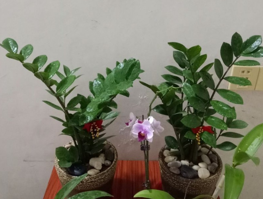 好习惯|5个养花好习惯,学会了,啥花都能养爆盆!