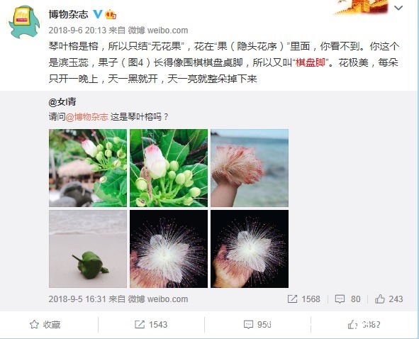 是真的吗|网传“西藏特有的宝塔花每400年盛开一次”？假的