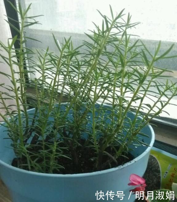 这3种花，就得使劲晒太阳，晒不够不开花