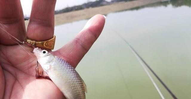 别看这东西便宜,却是鲫鱼最爱吃的饵料,它就在你身边