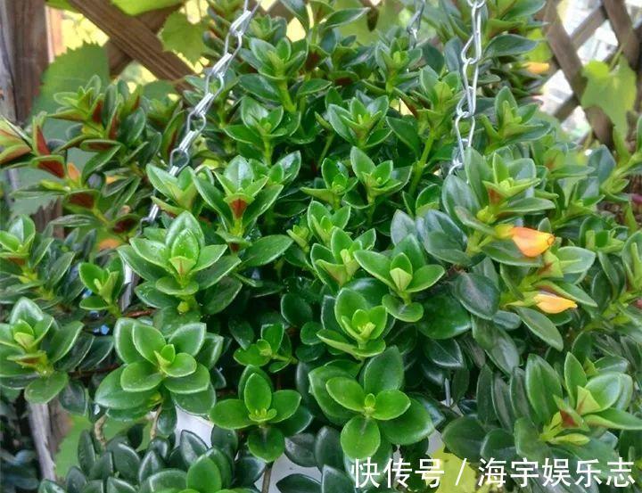 金鱼|金鱼吊兰这么养,1年四季都能开花,小金鱼噗噗冒!