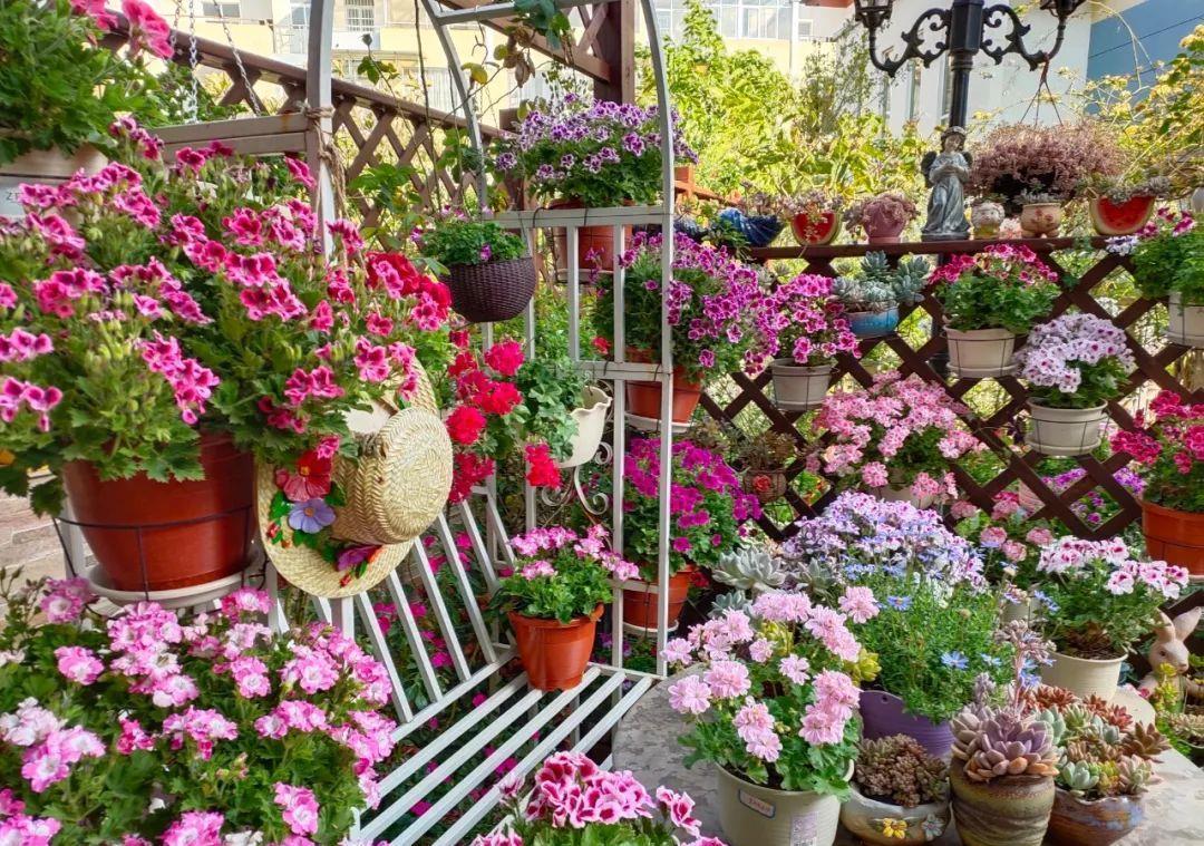 养花技巧:大冬天,她家的小院开满200盆花,全家人过年围着看!