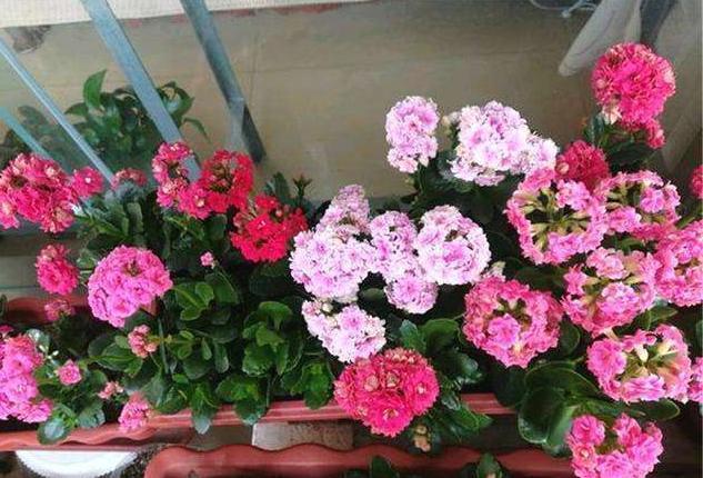 花盆里出现这“玩意”,啥花都“活不长”,看看你的有没有