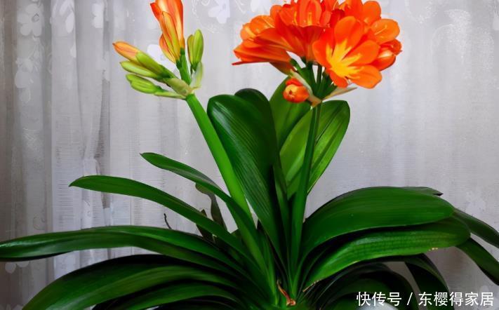 花卉|盆栽养花浇水不简单,常用这4种“水”,容易浇一盆死一盆