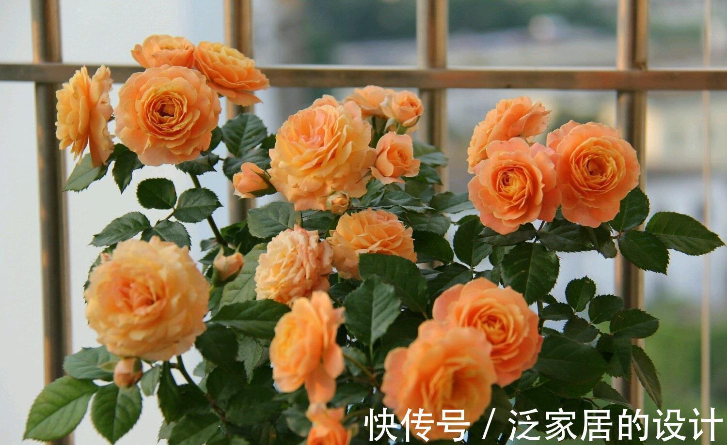 假日|阳台党爱养的盆栽花，花朵漂亮，养护简单，月月有花看