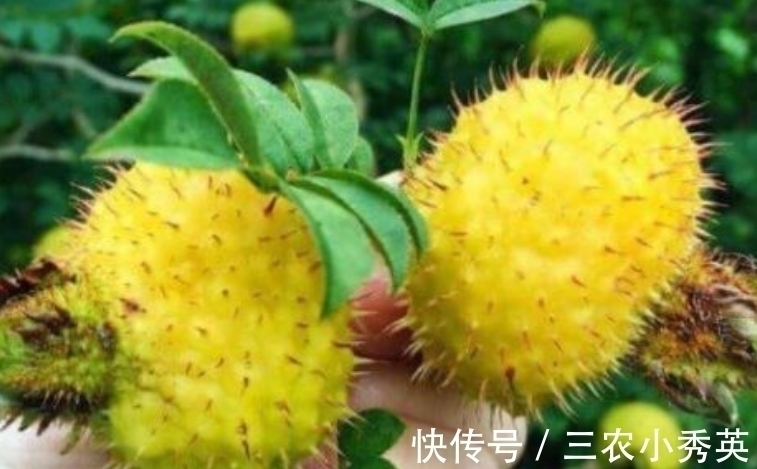 食用价值|乡下生长一种野果,味道甜还能酿酒,营养丰富,也可以泡茶喝