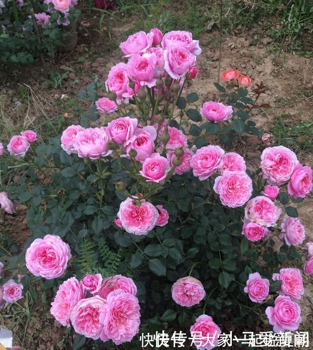 养护|花期最长的盆栽花，全年都开花，漂亮又芳香，养护容易，值得栽培