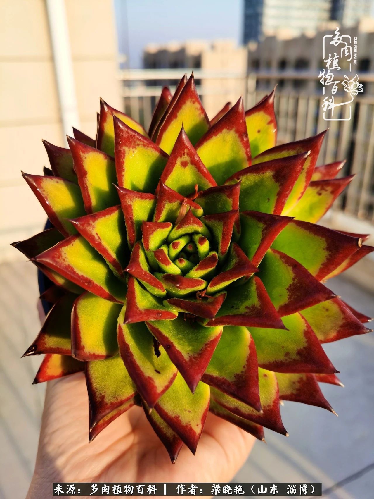 多肉植物|暑往秋来,夏天成了故事,迎来多肉最美的季节!