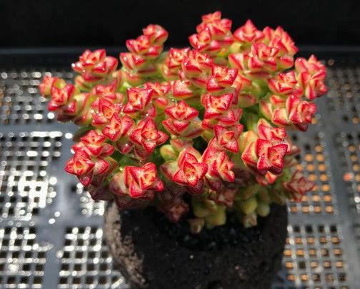 多肉小米星怎么养更旺盛教你3个小妙招，养出枝叶繁茂的小米星