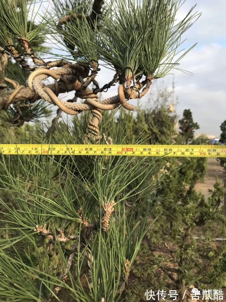 植物体|玩好盆景不容易,玩死它却是手到擒来