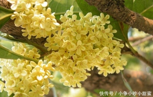 种植|最适合庭院、屋顶绿化种植的植物，各月开花顺序整理，不收藏吗？
