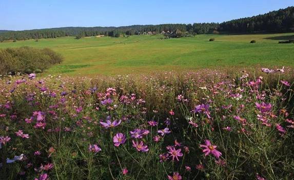 东莞|重庆仙女山春季旅游攻略