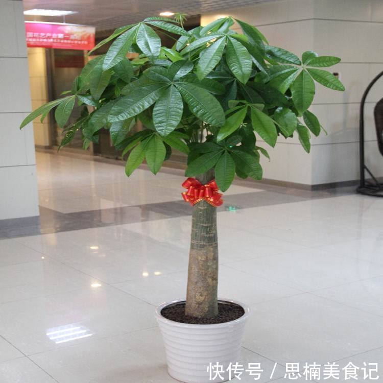 金桔|家中养一盆,有“灵气”的植物,油绿旺盛,招财旺家,平安,康健