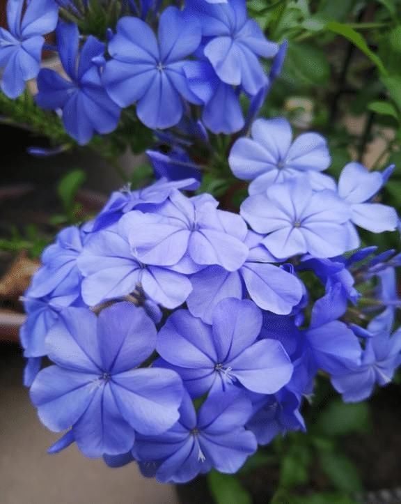 太阳花|急性子的人就养此4种花，掐个枝条插土里，当年就开花早看早知道