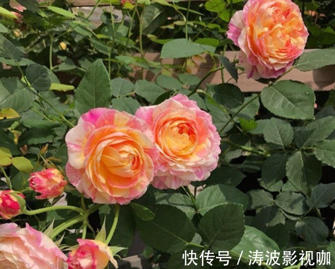 新手养花,不如养盆花中精品“红羽”,似佳人裙摆,优雅高贵