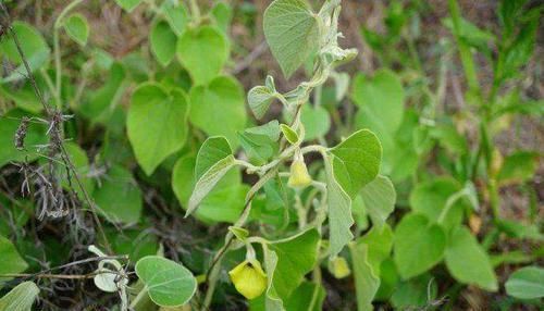 漫山遍野|漫山遍野的寻骨风，开的花像“小鸭子”，却是好用的“止痛灵”