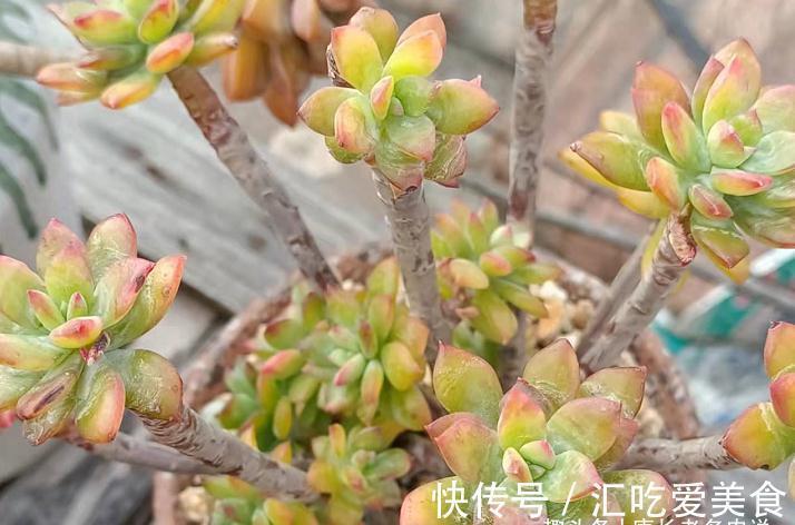 多肉|多肉没收进室内,被冻得嘎嘣脆?别扔,这样处理兴许还能活过来